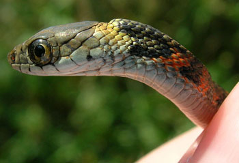 Poisonous and Venomous Snakes | Loyola University Center for